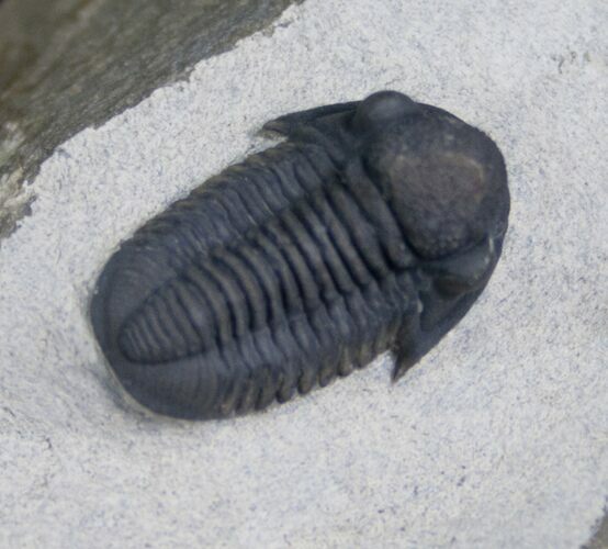 Beautifully Preserved Gerastos Trilobite - #7132